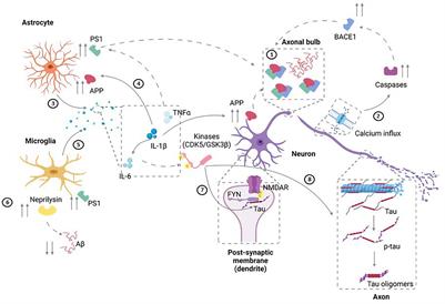 The Emergence of Model Systems to Investigate the Link Between Traumatic Brain Injury and Alzheimer’s Disease